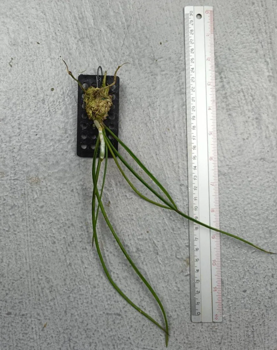35 Holcoglossum subulifolium x Paraphalaenopsis labukensis.jpg