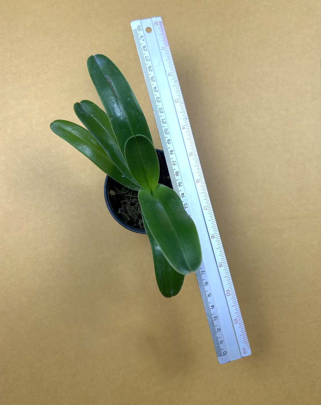 Paphiopedilum philippinense album.png
