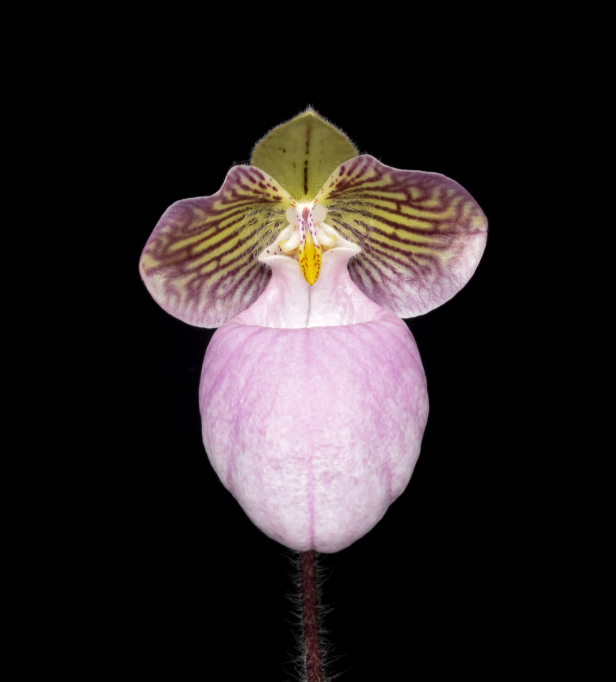 Paphiopedilum micranthum