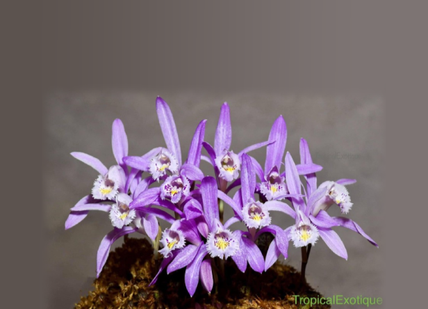 Pleione-praecox-67.png