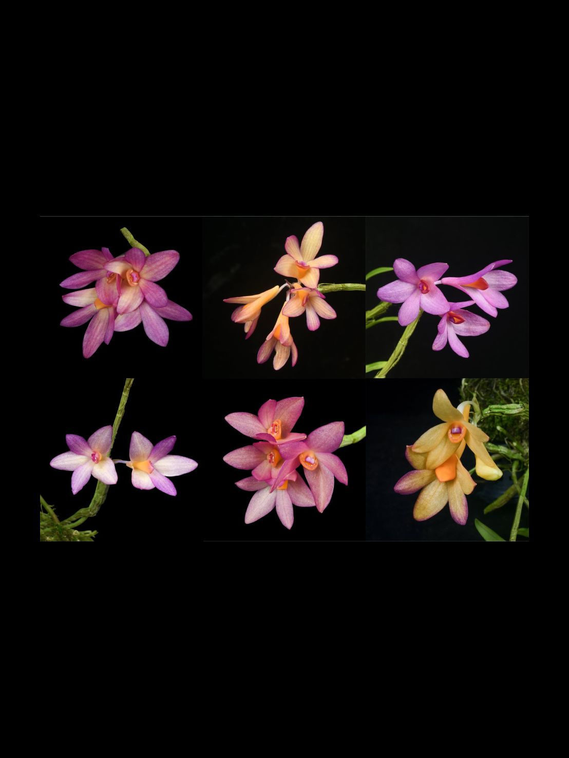 Dendrobium glomeratum x Dendrobium trichostomum