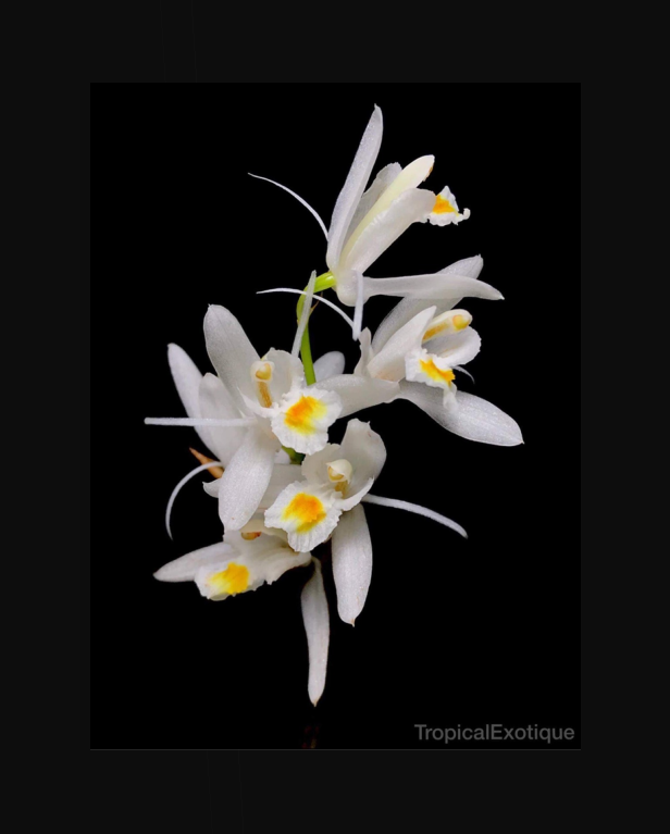 Coelogyne leucantha