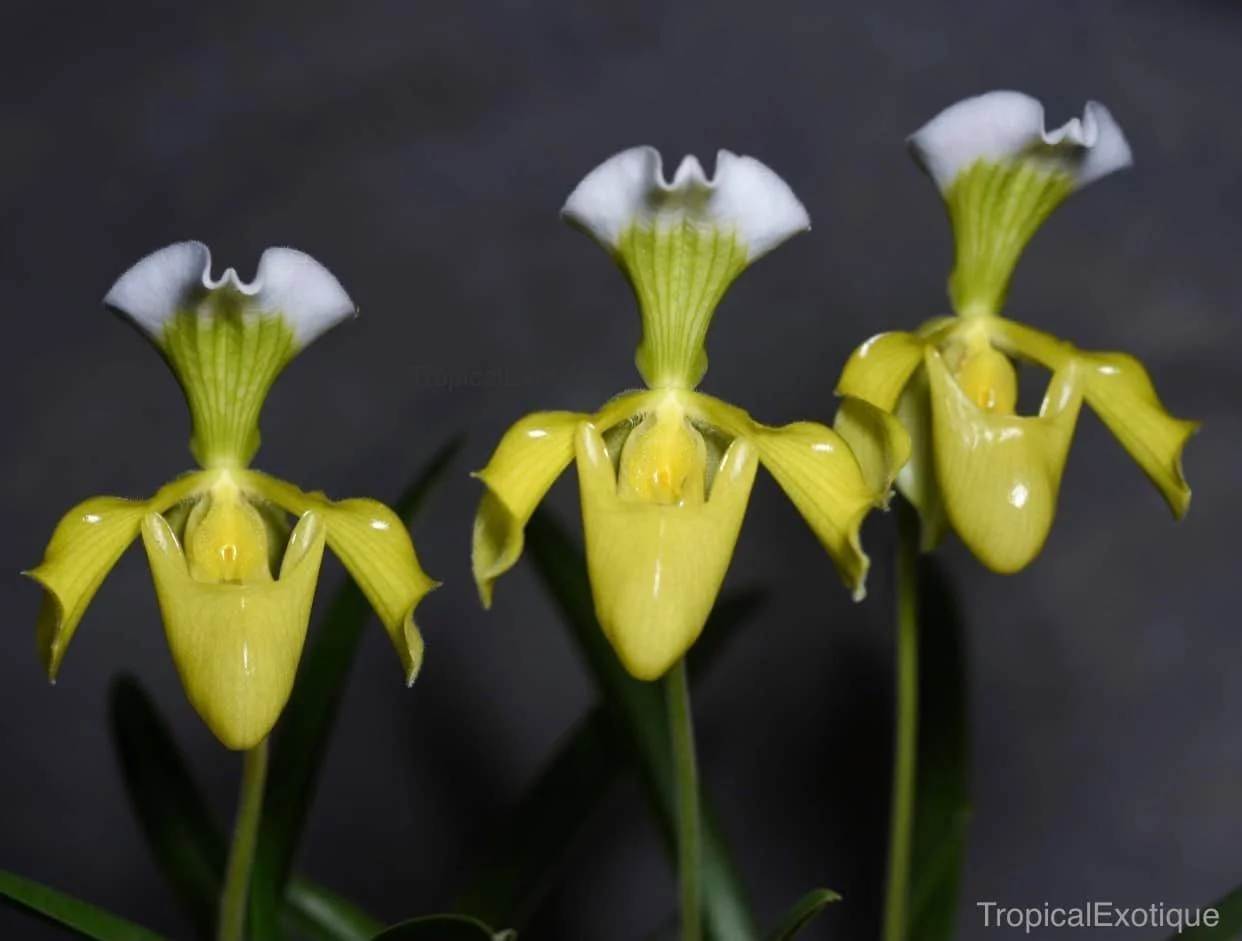 Paphiopedilum-christensonianum-alba-flava.jpg