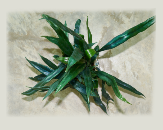 Microsorum-thailandicum-Giant-form-67.png