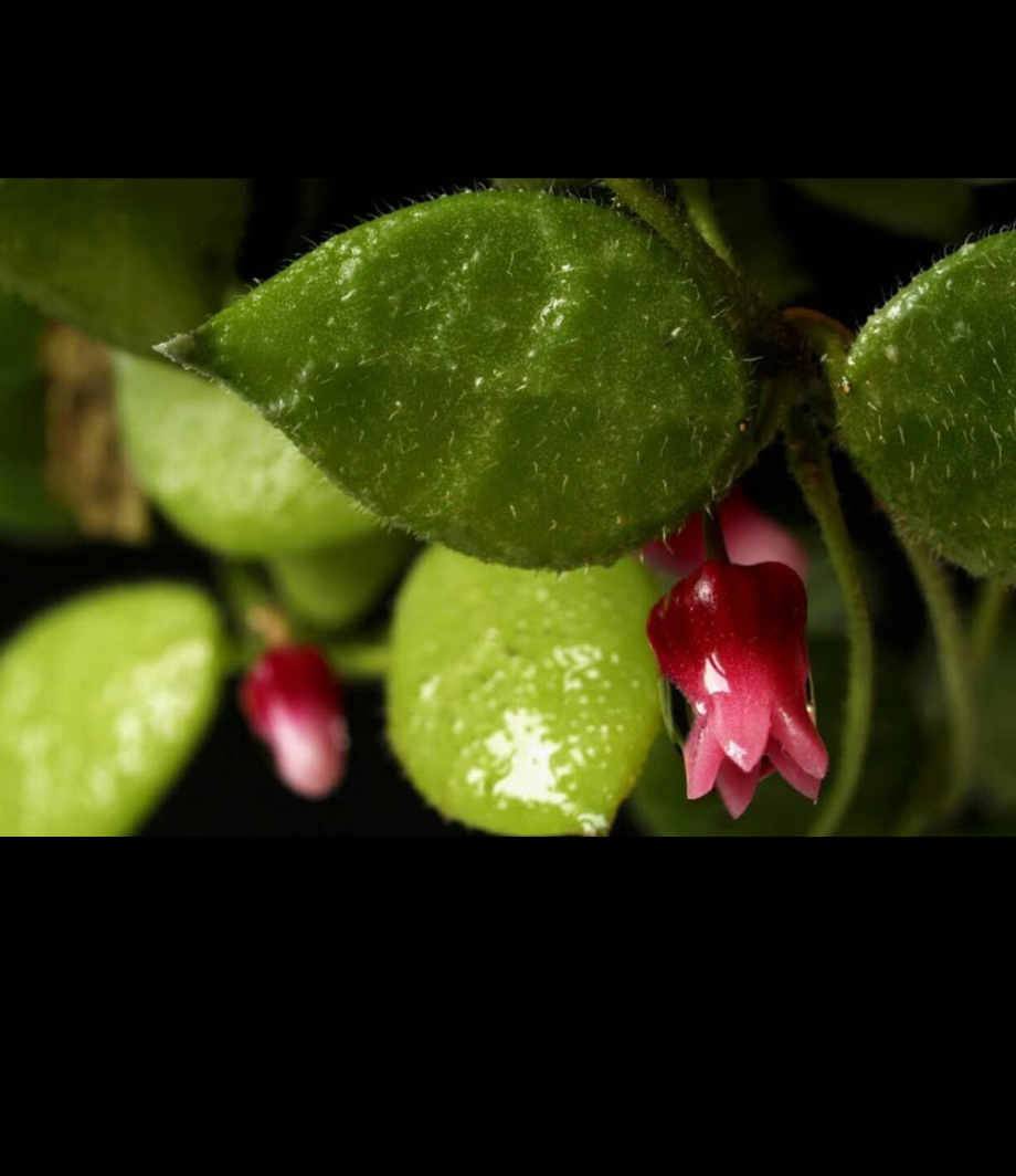 Dischidia hirsuta.png