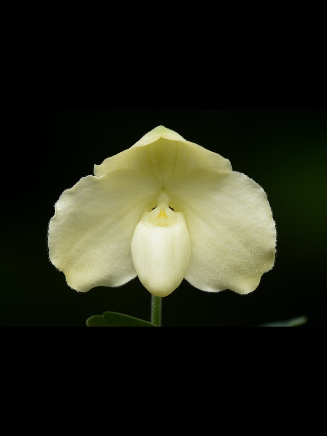 Paphiopedilum leucochilum album