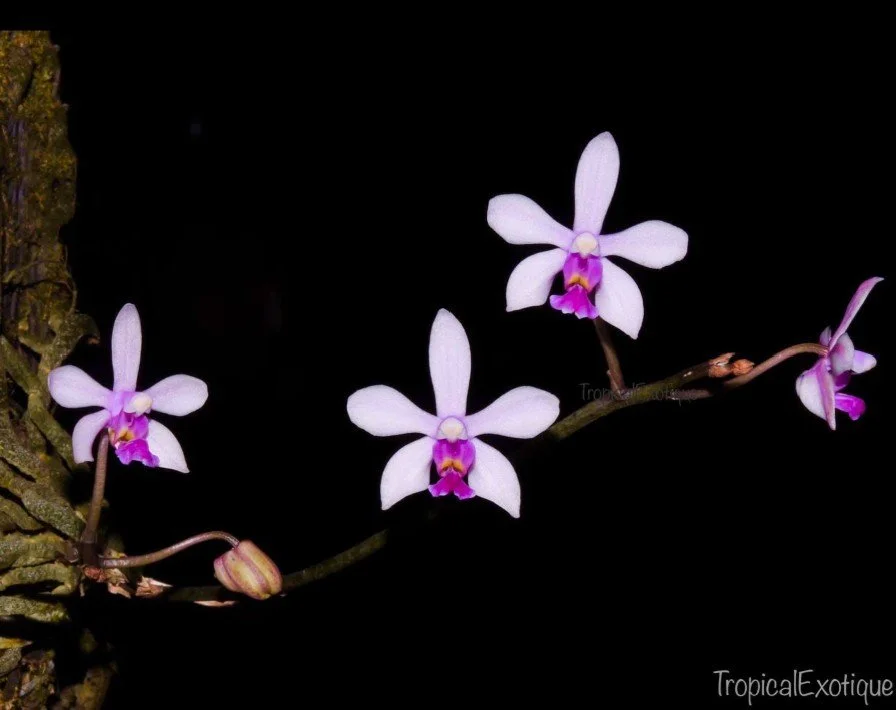 Phalaenopsis-wilsonii.jpg