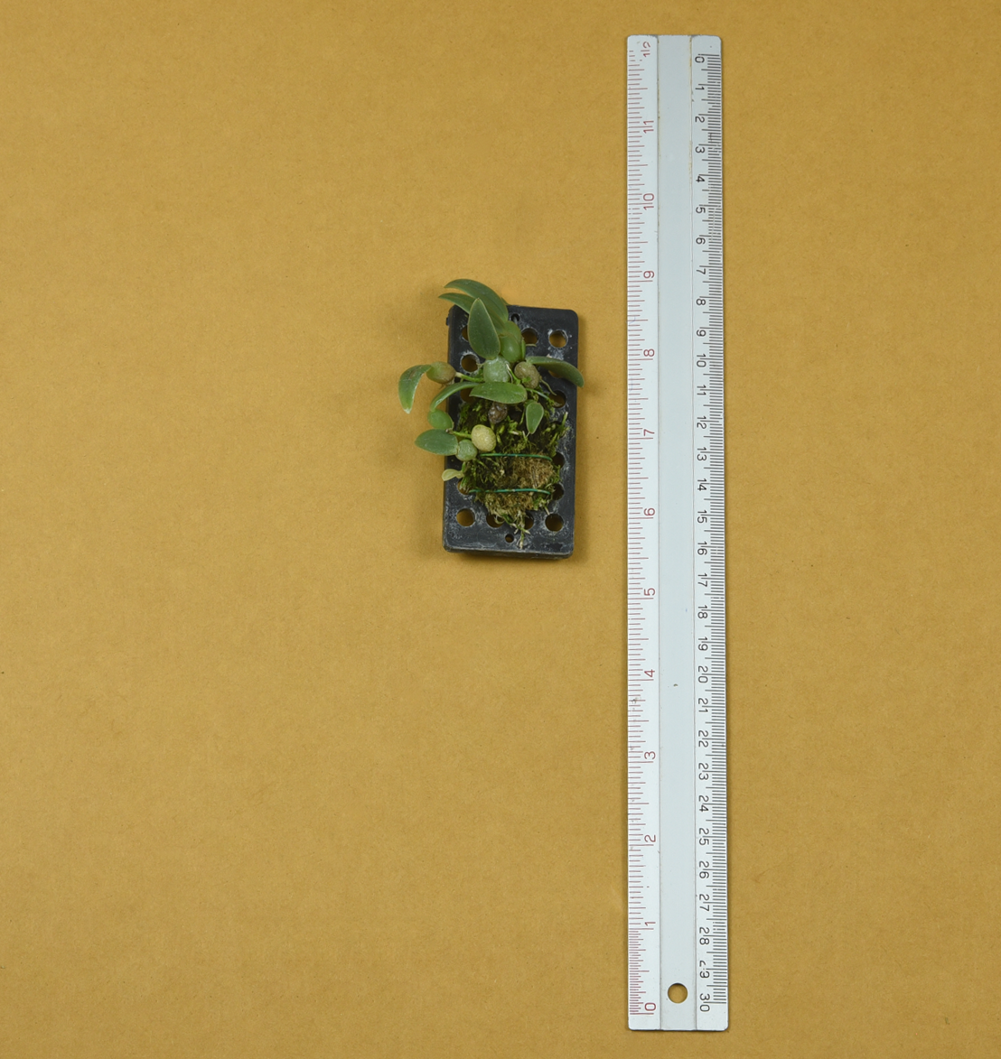 Bulb.+cambodianum.png