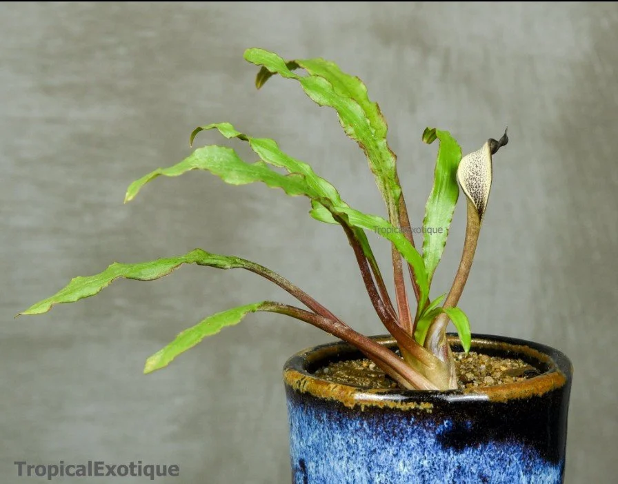 Cryptocoryne-crispatula-var.-albida.jpg