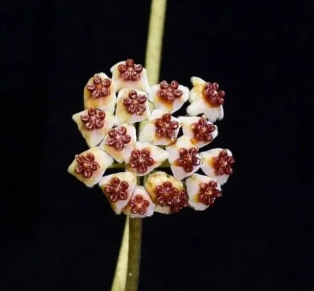 Hoya-kerrii-Variegata.jpg