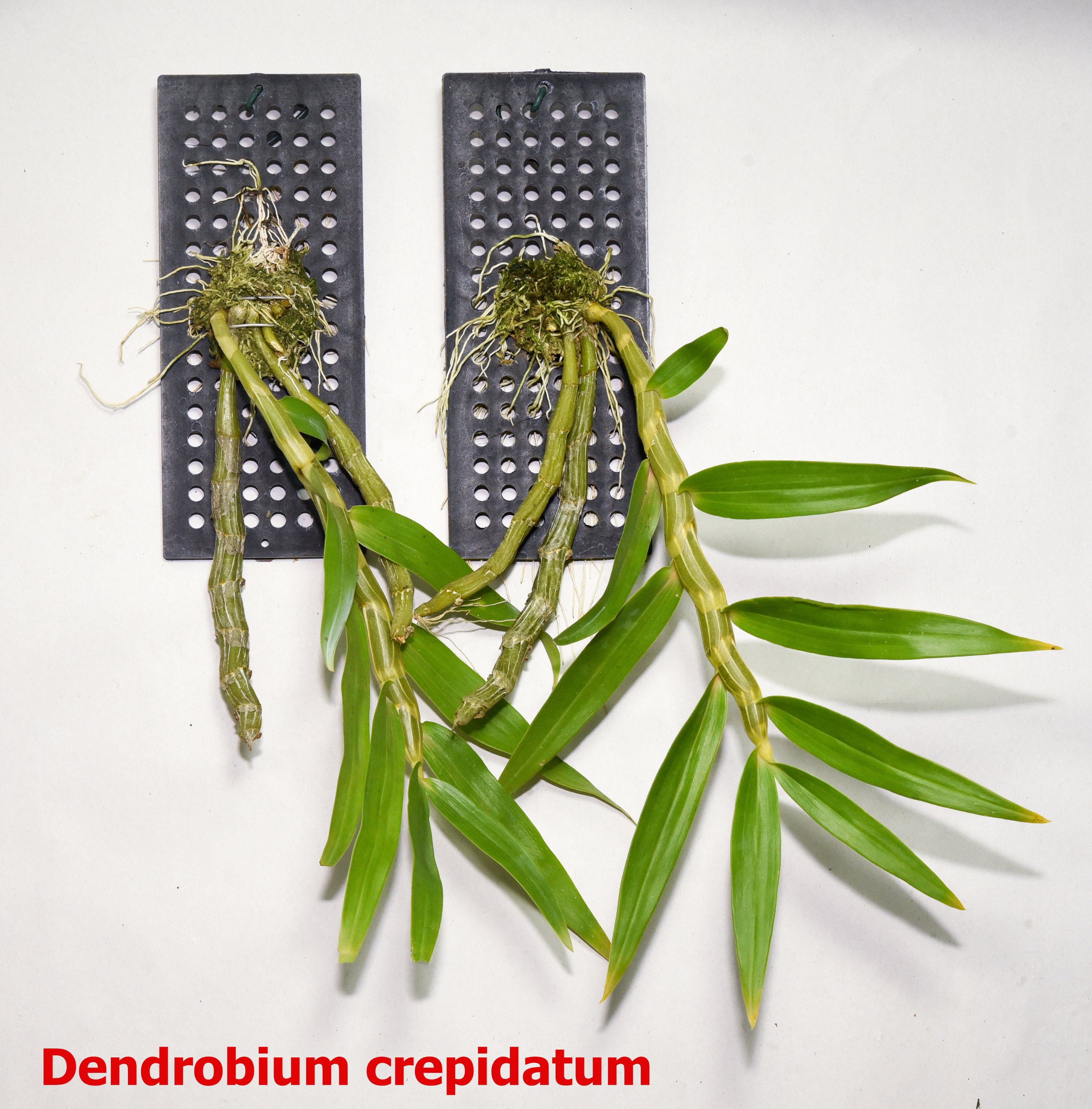 Dendrobium crepidatum.jpg