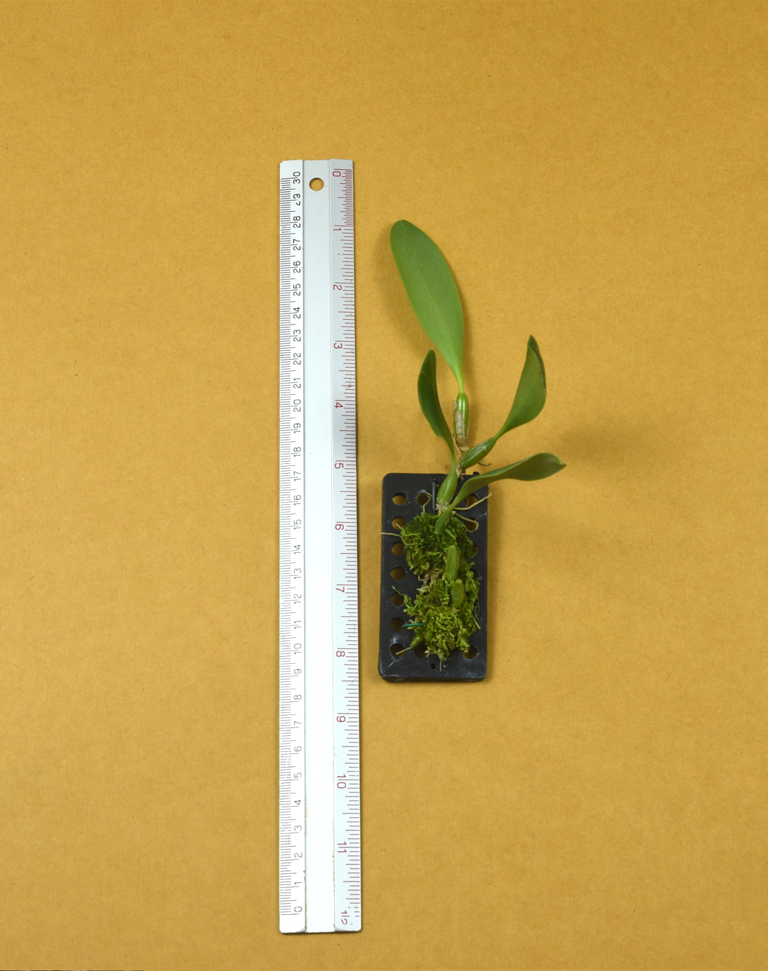 3 Bulb. antenniferum.png