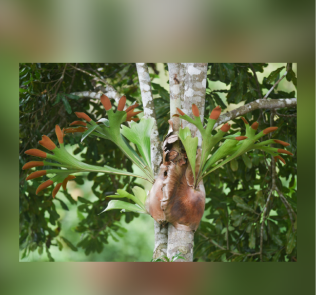 Platycerium hillii "Papua Sporeling"