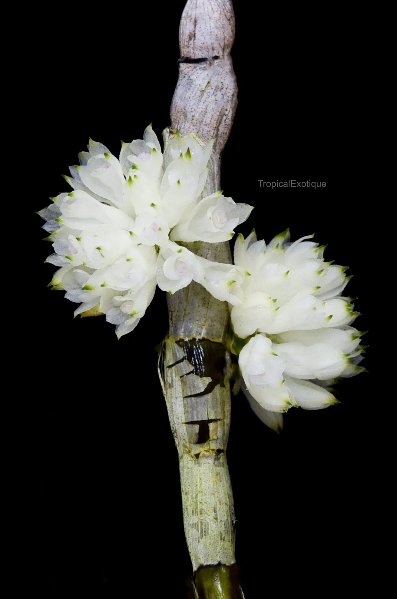 Orchids: Dendrobium — Our Plants — TropicalExotique