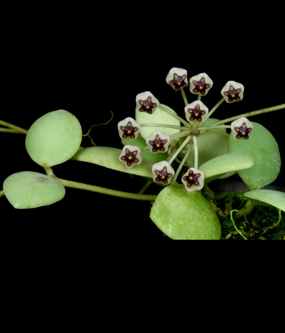 Hoya brevialata.png