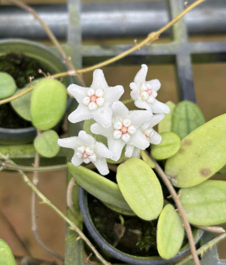 Hoya lyi.png