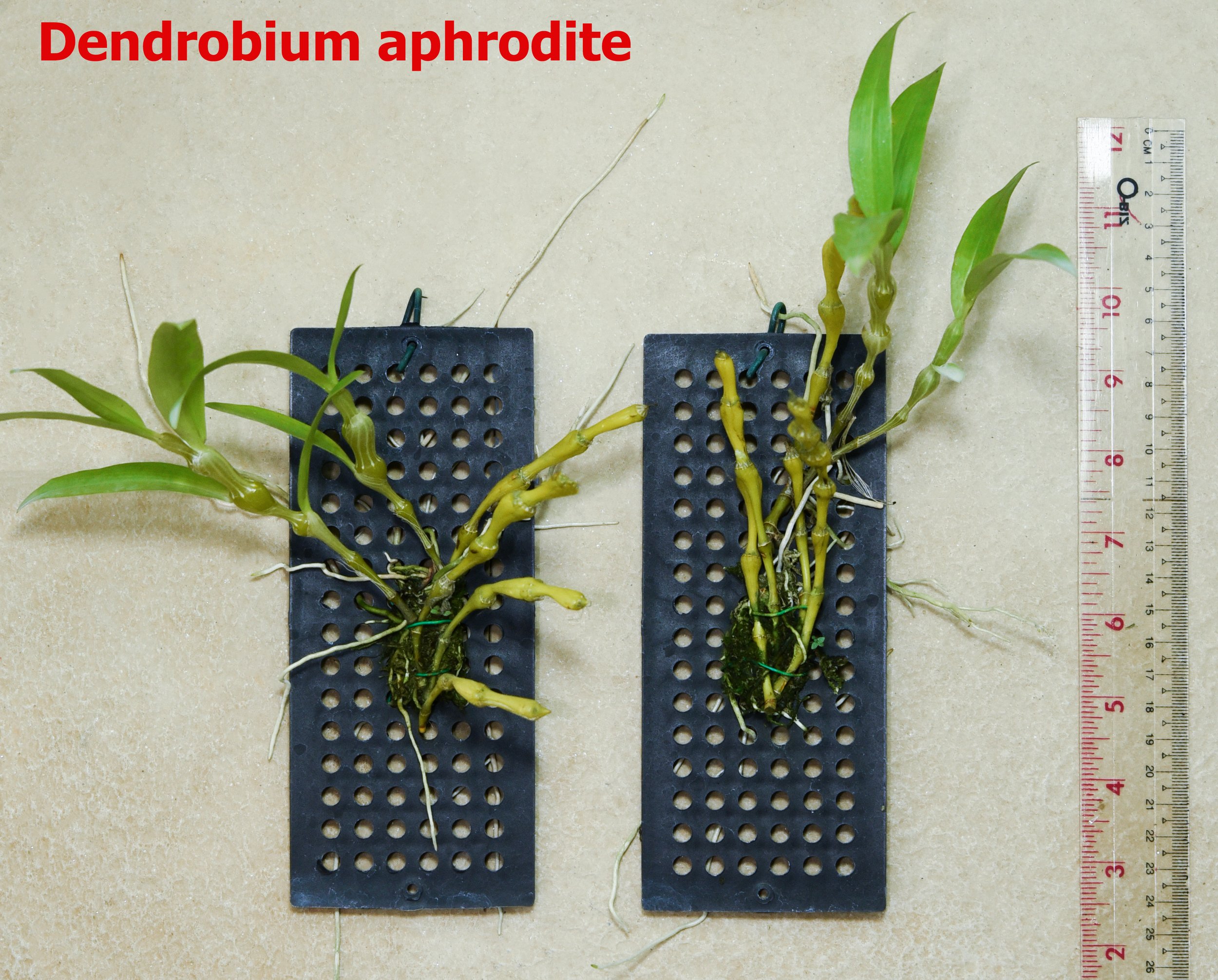 Dendrobium aphrodite.jpg