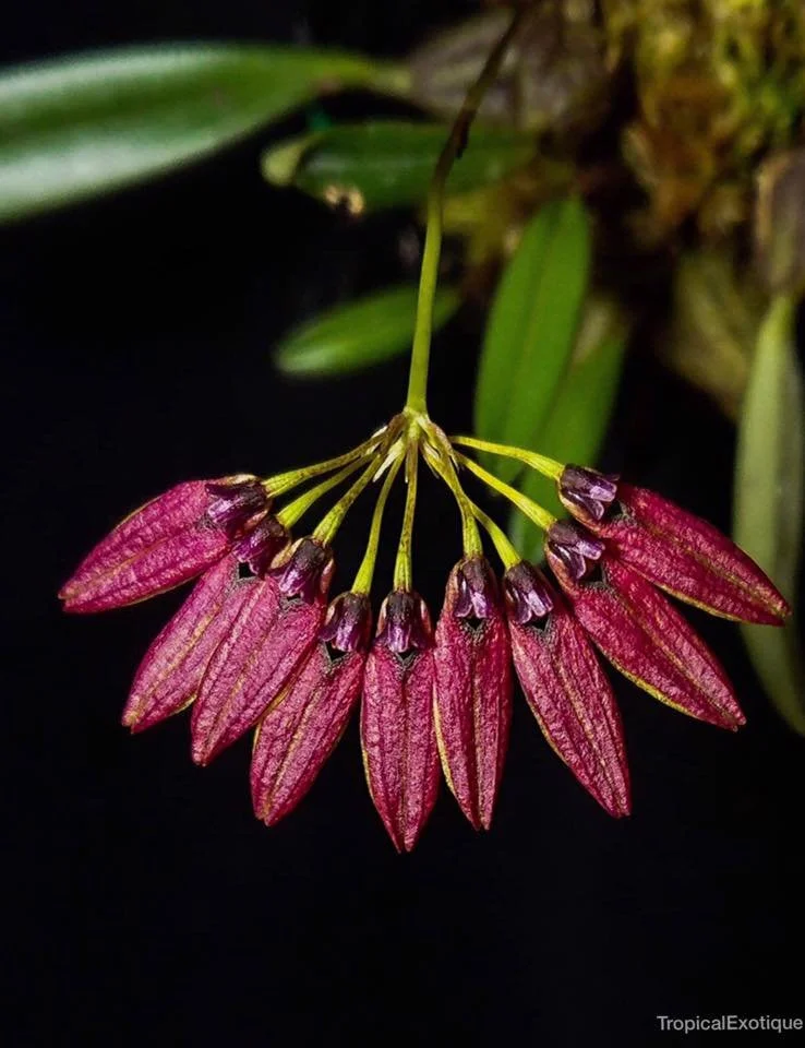 Bulbophyllum-retusiusculum-Red-Brown-form.jpg