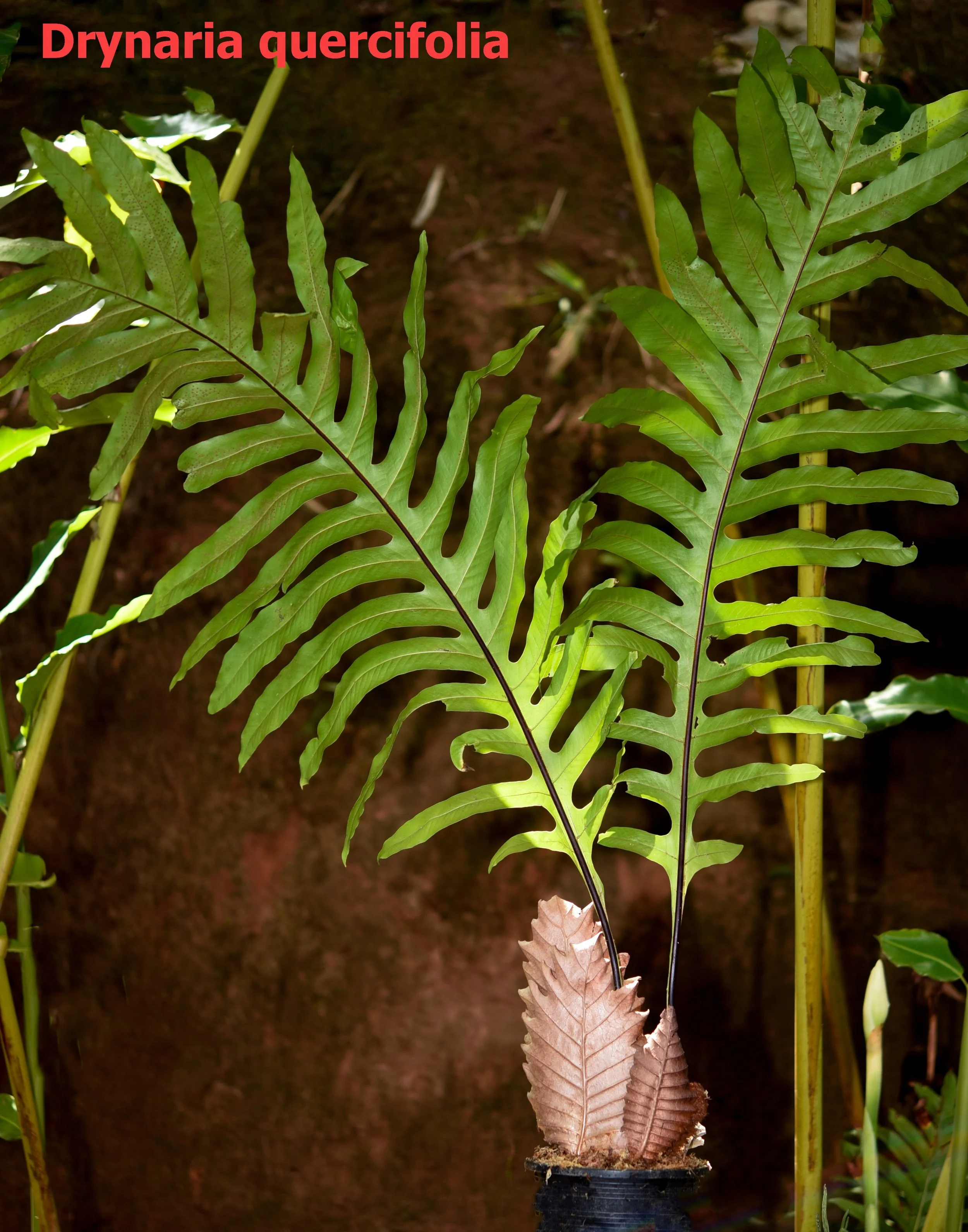 Drynaria-quercifolia-1.jpg