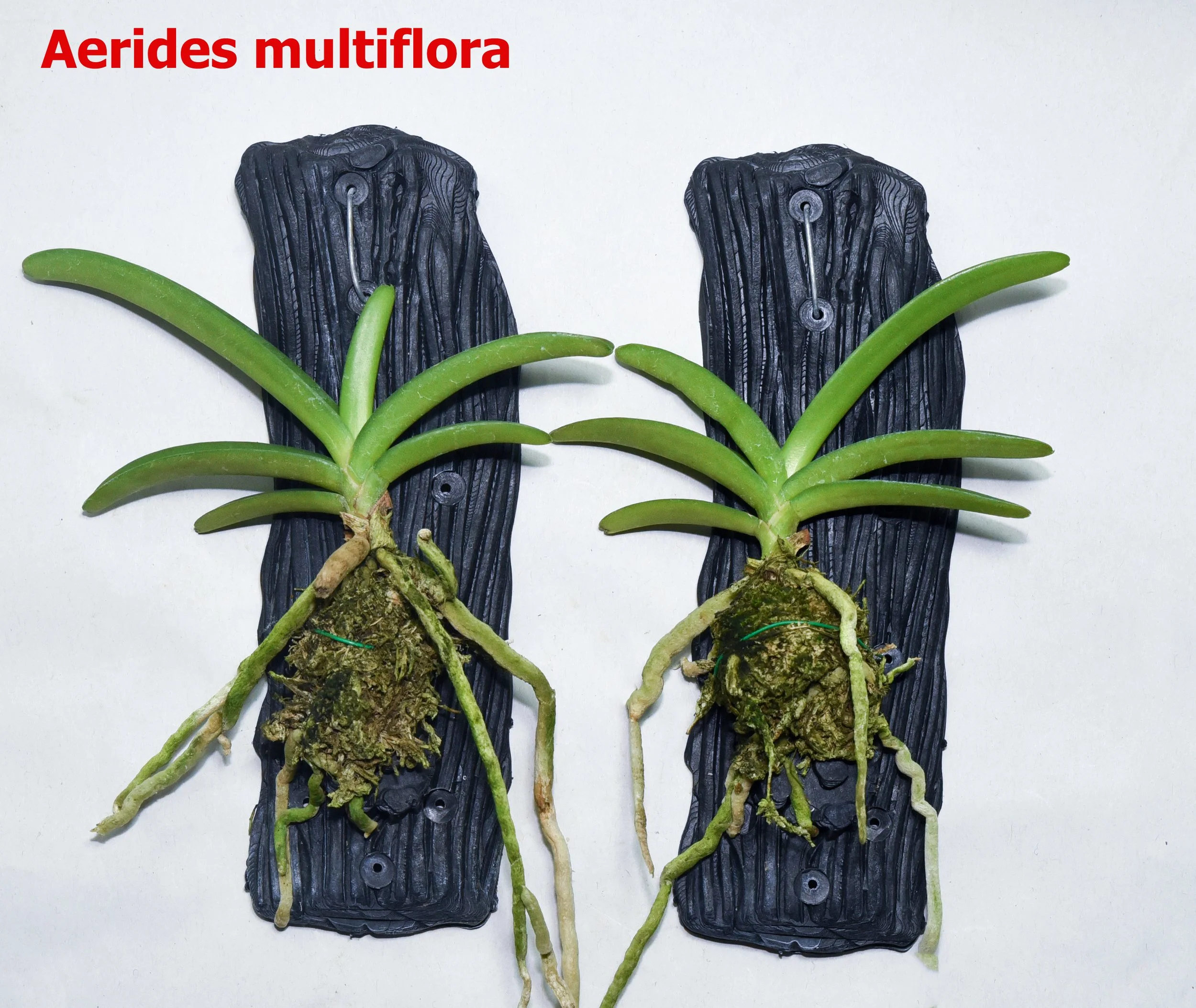 Aerides multiflora.jpg