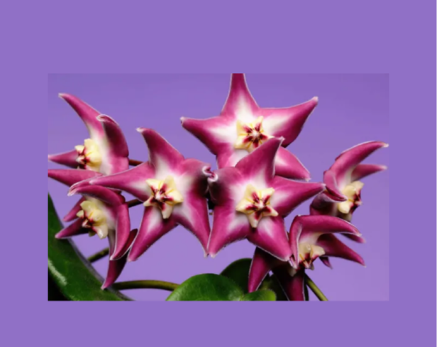 Hoya-stenakei-67+%281%29.png