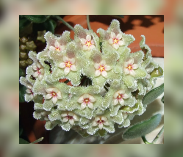 Hoya%2Bserpens-67.png