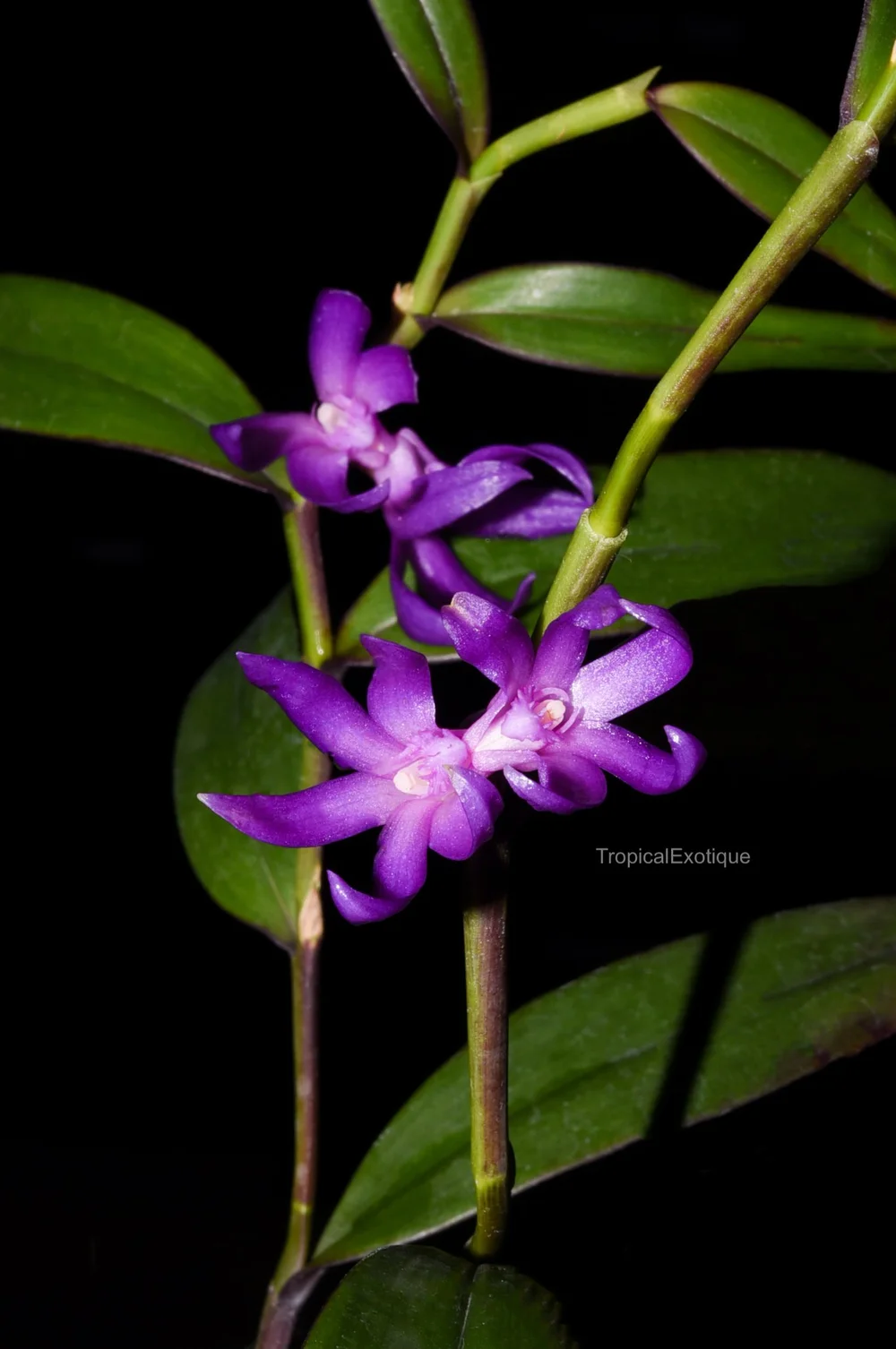 Dendrobium ostrinum — TropicalExotique