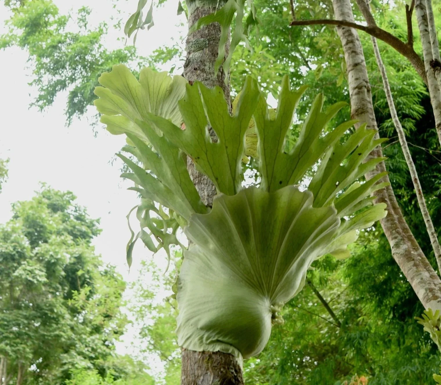 Platycerium holttumii (Large)