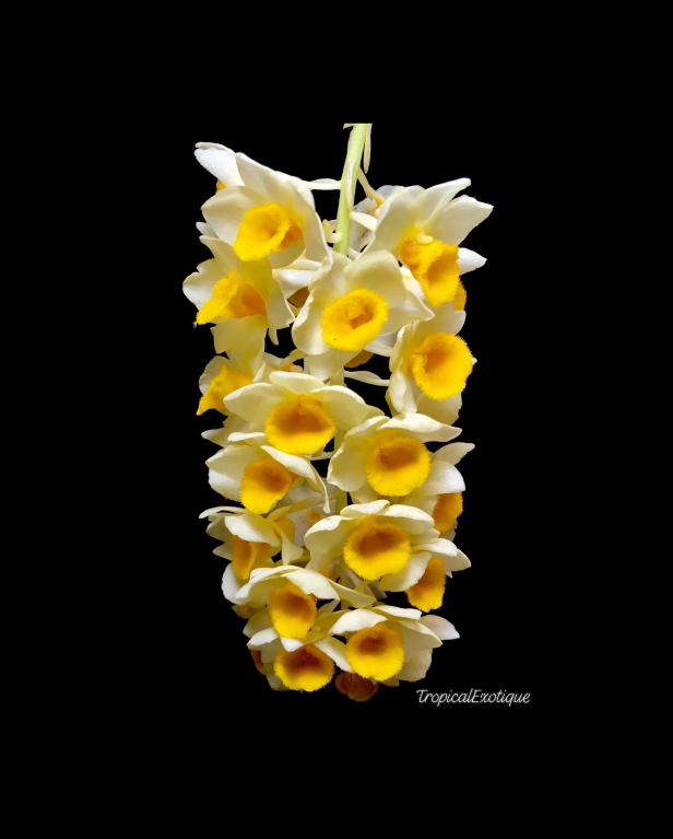 Dendrobium guibertii-67.png