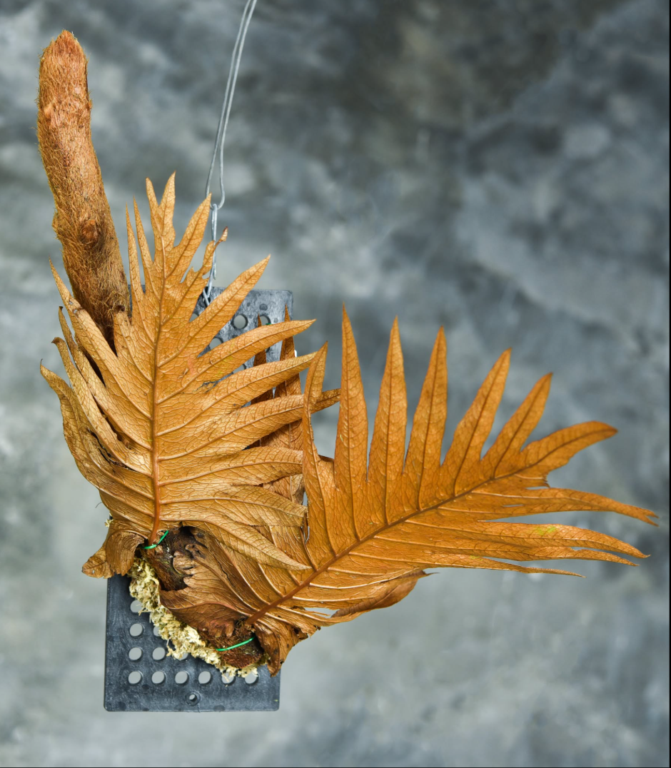 Drynaria propinqua.png