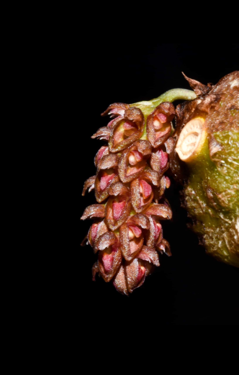 Bulbophyllum muscarirubrum