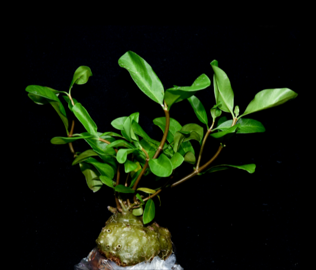 Hydnophytum-formicarum-68.png