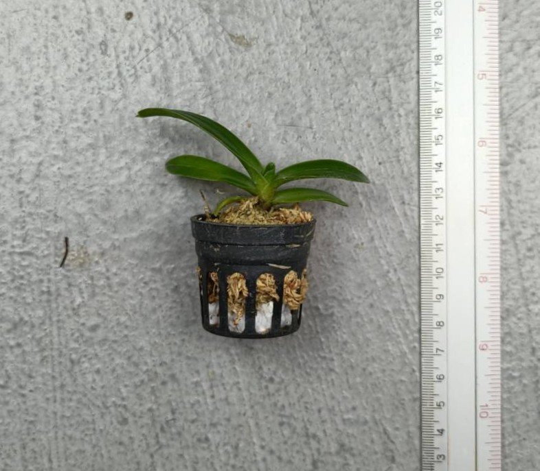 42 Vandopsis gigantea.jpg