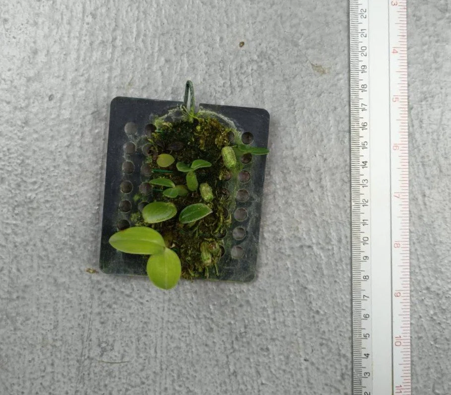 22 Eria rhomboidalis.jpg