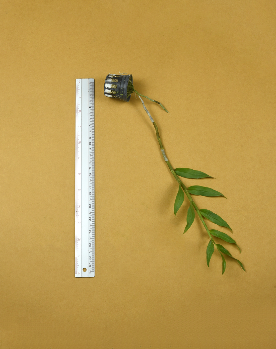 Den. devonianum Vietnam form.png