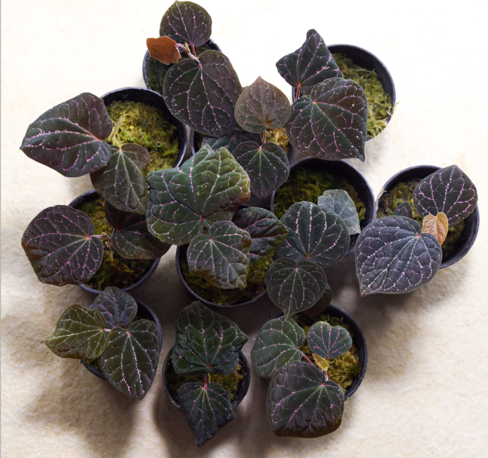 Piper porphyrophyllum.png