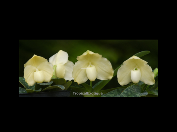 Paphiopedilum+leucochilum+forma+album-67.png