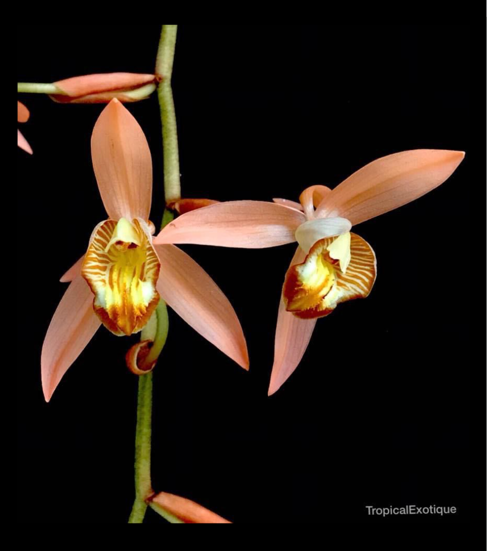 Coelogyne velutina Salmon Pink.png