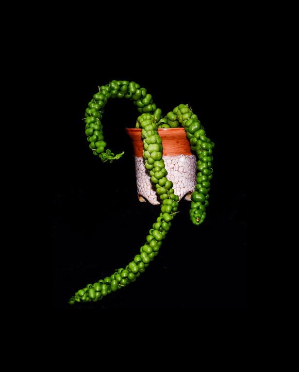 Dischidia nummularia "Dragon Jade"
