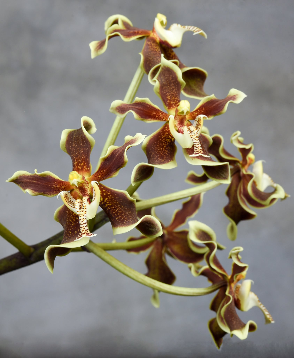Paraphalaenopsis labukensis — TropicalExotique