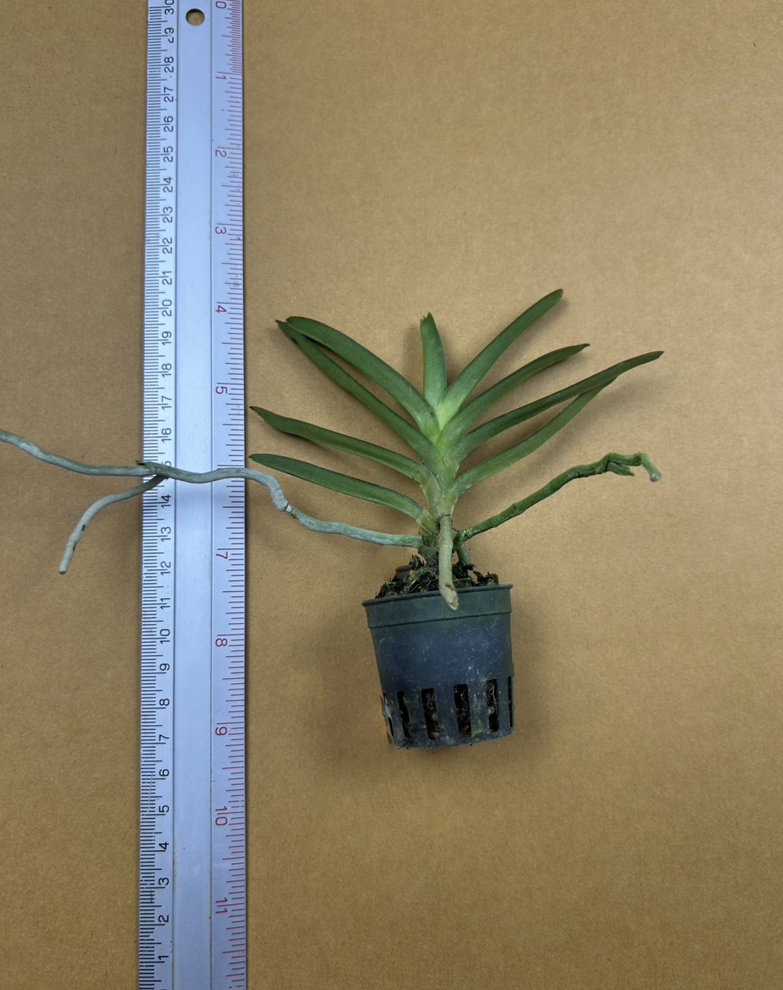 Vanda cristata x Renanthera imschootiana.png