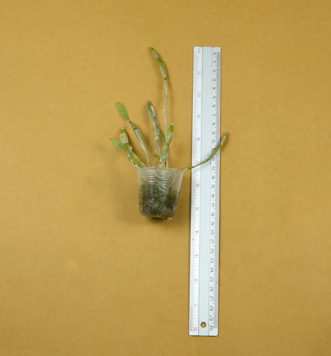 Den.+chrysocrepis.png