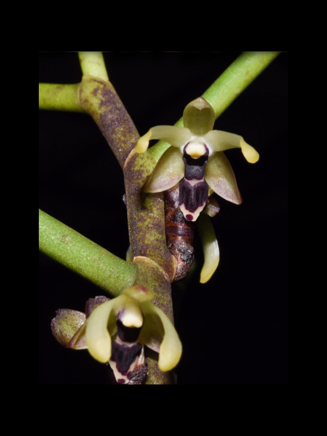 Luisia curtisii