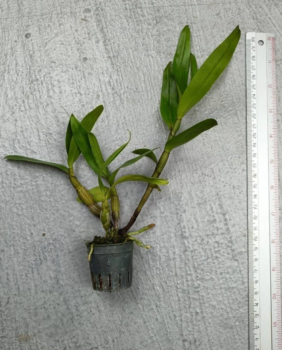 Dendrobium schrautii.jpg