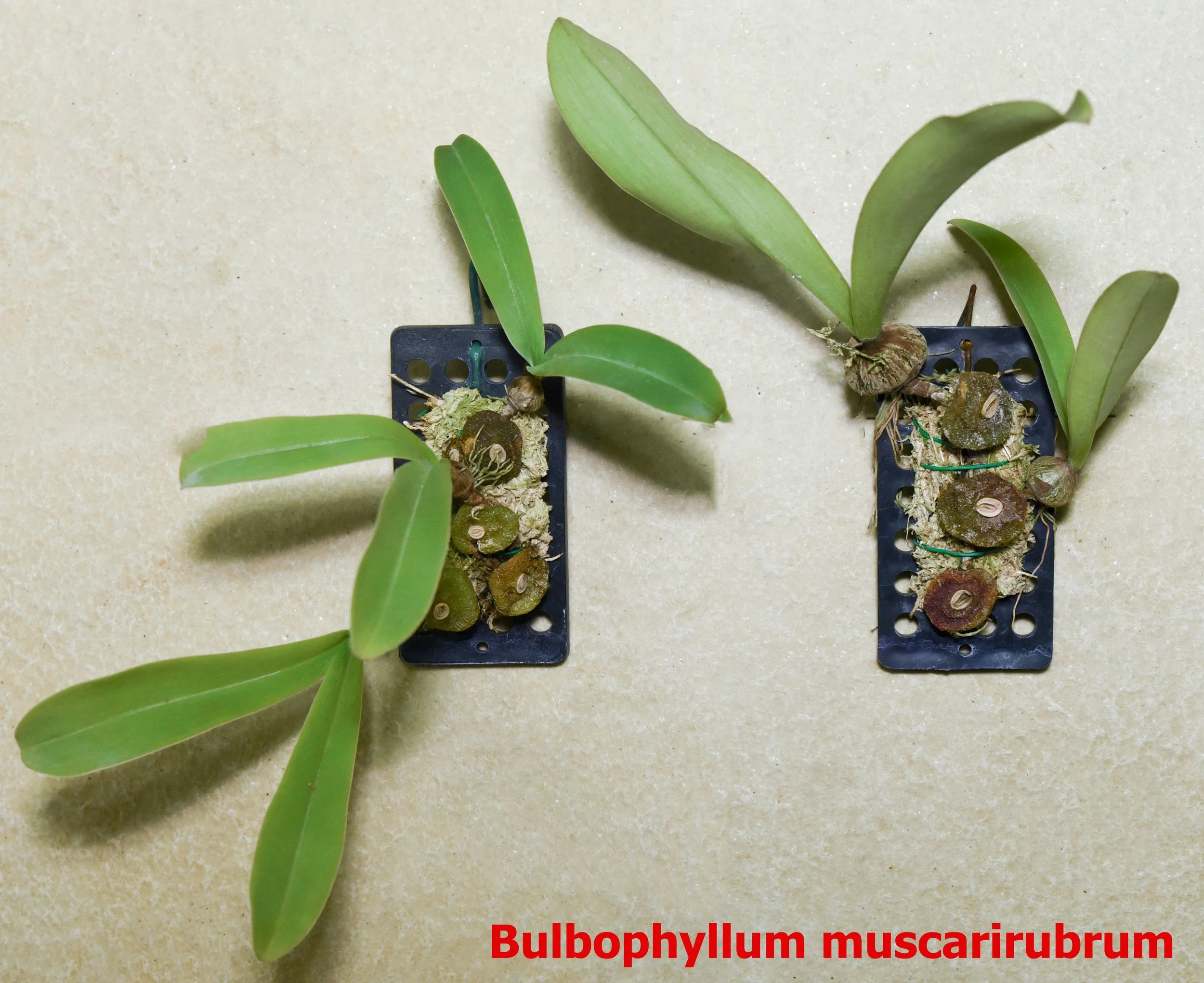 Bulbophyllum muscarirubrum.jpg