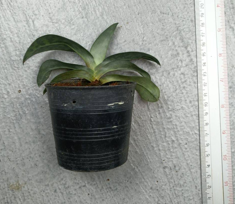 Paphiopedilum hookerae.jpg