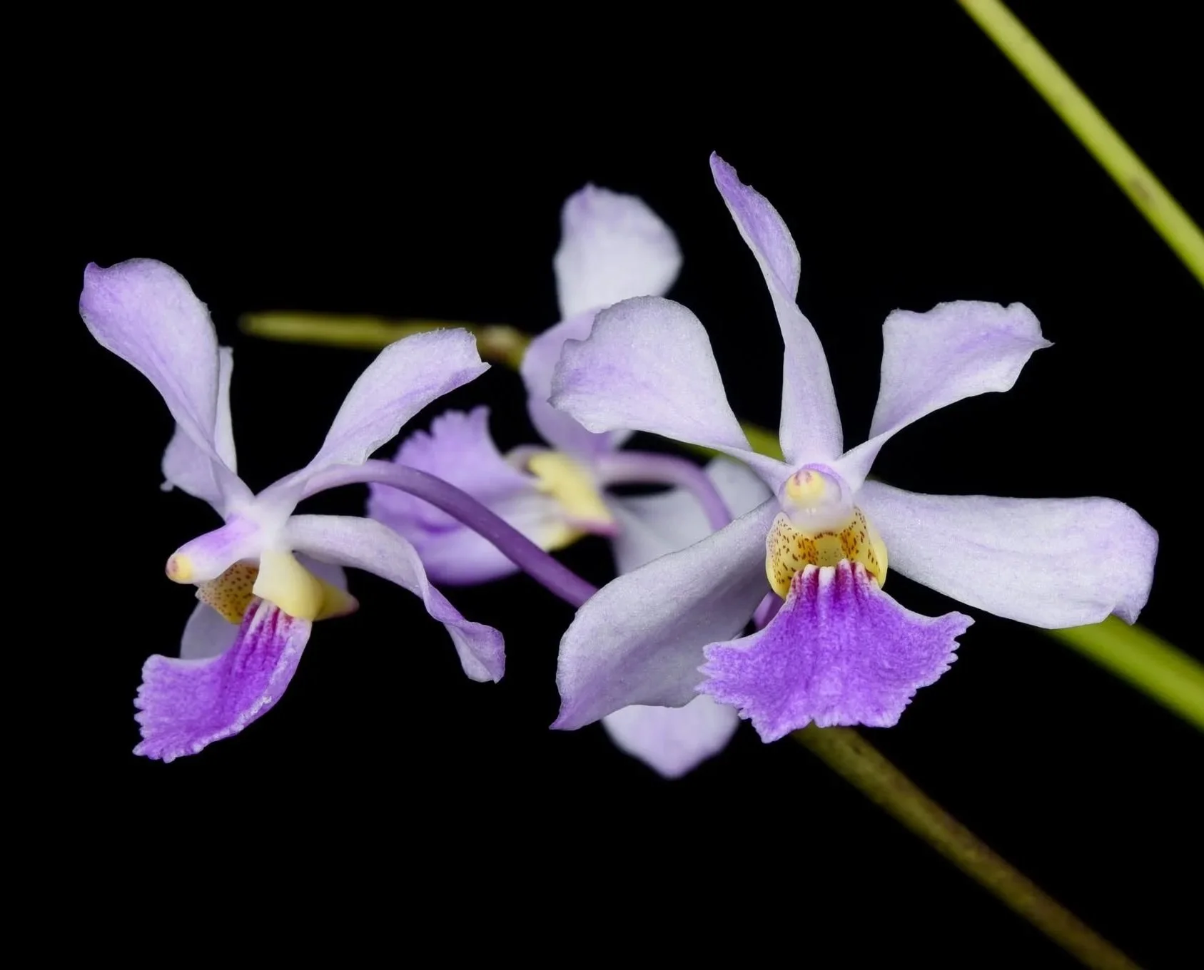 Vanda-coerulescens-x-Holcoglossum-subulifolium.jpg