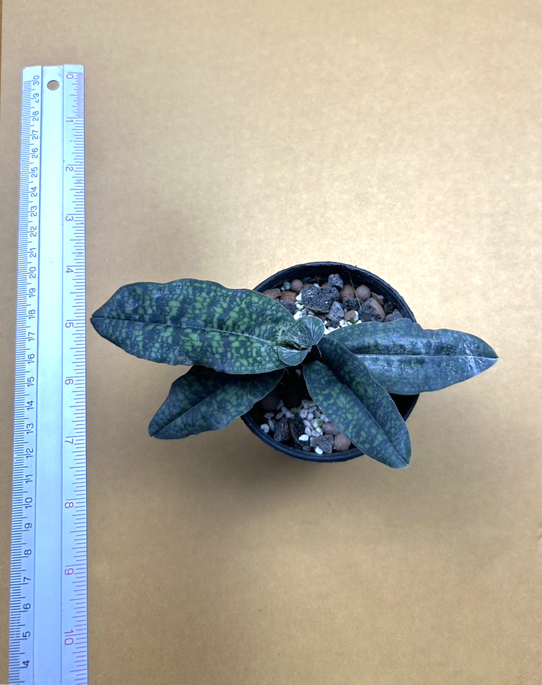22 Paph. malipoense.png