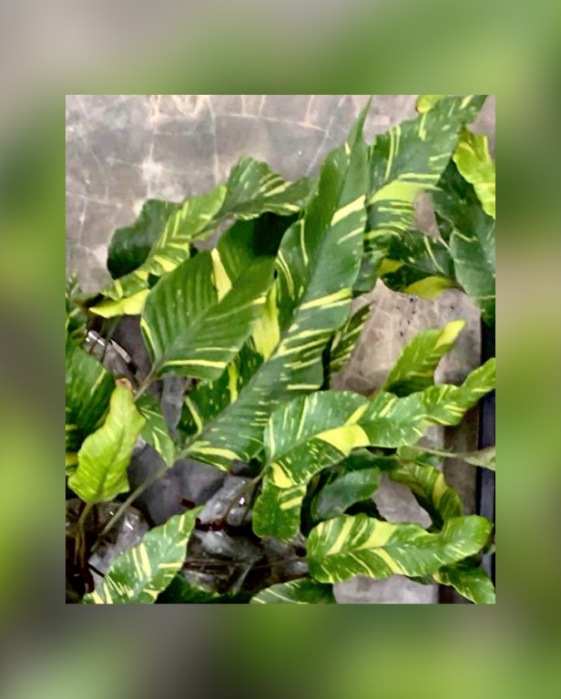 Pyrrosia-lingua-Variegated-67.png
