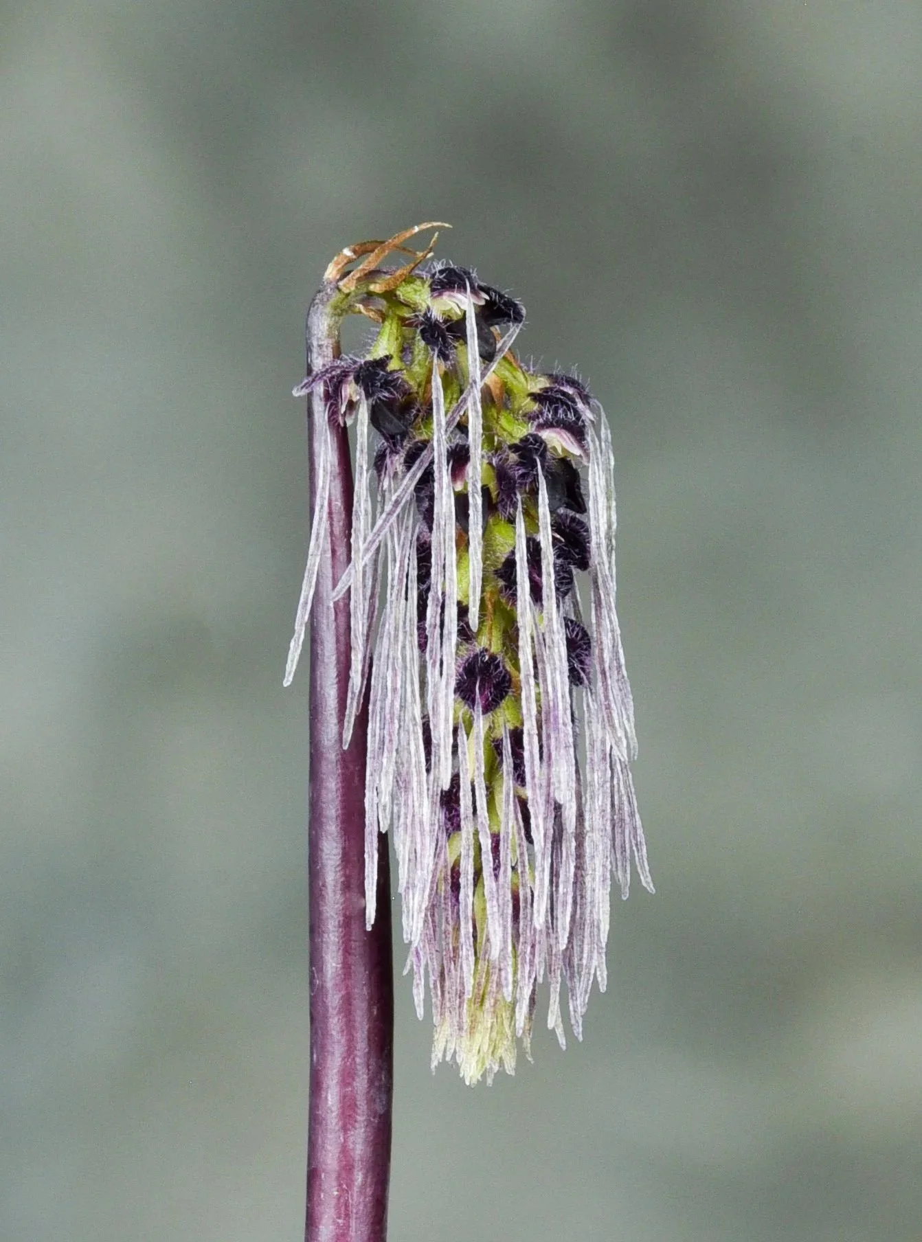 Bulbophyllum lemniscatoides